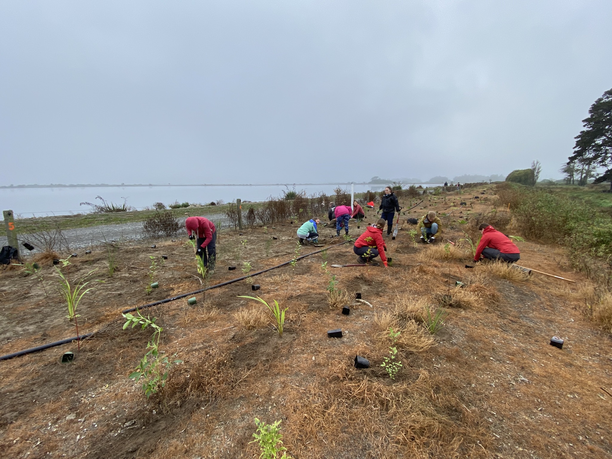 Under a cloudy sky, nine people are planting native vegetation in an empty area near the road and a body of water
