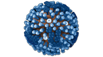 H1N1 Flu Virus big